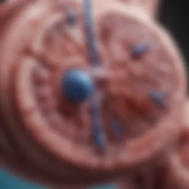 Clinical Findings on Renal Health Chart summarizing clinical study findings on meloxicam and renal health.