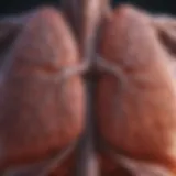 A pair of lungs in a healthy state showcasing clear airways.