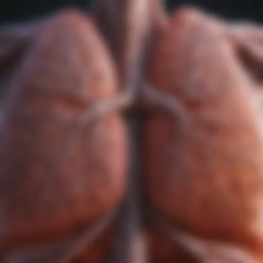 A pair of lungs in a healthy state showcasing clear airways.