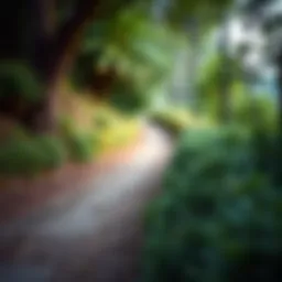 Scenic walking trail surrounded by greenery