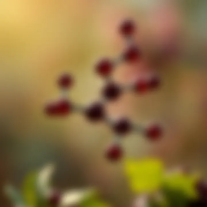 Understanding Polyphenols An artistic representation of polyphenols molecular structure