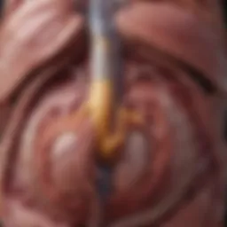Anatomical diagram of the pancreas showing its structure and location