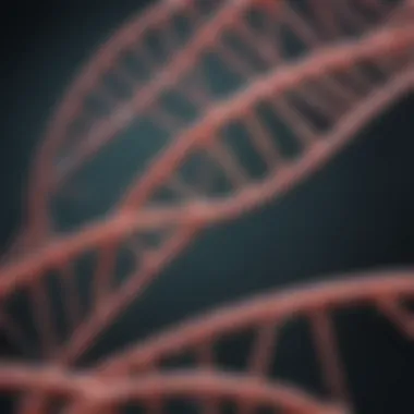 PCNA's Role in DNA Replication PCNA in DNA Replication