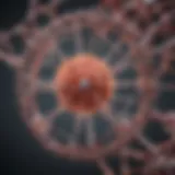 Molecular structure of alpha keratin showcasing its helical arrangement