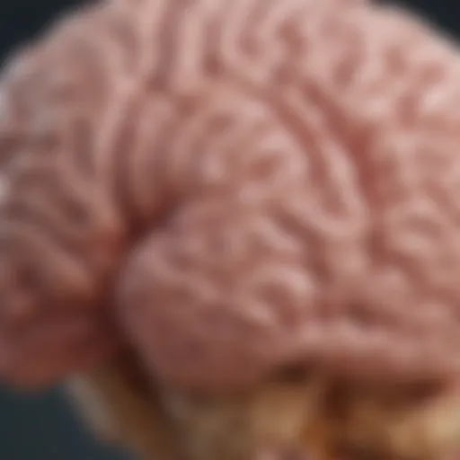 Cross-sectional view of a healthy brain compared to one affected by atrophy