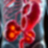 Anatomy of the Bile Ducts Illustration depicting the bile duct anatomy