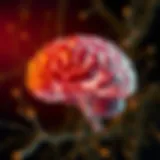 Neuroanatomy highlighting ADHD brain function