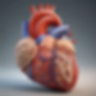 Anatomy of a Dilated Heart Illustration showing the anatomy of a dilated heart