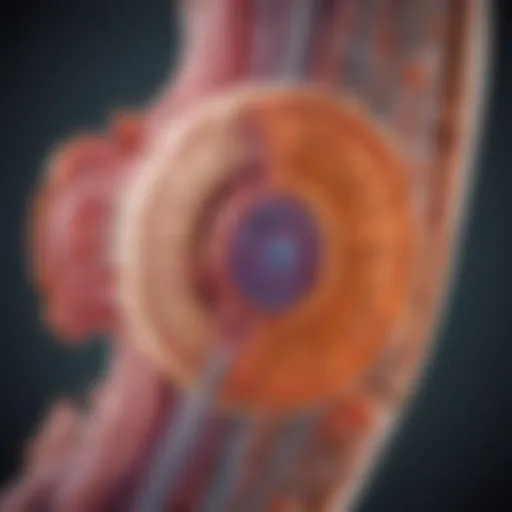 A diagram illustrating the cellular mechanisms involved in kidney fibrosis