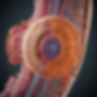 Cellular Mechanisms of Kidney Fibrosis A diagram illustrating the cellular mechanisms involved in kidney fibrosis