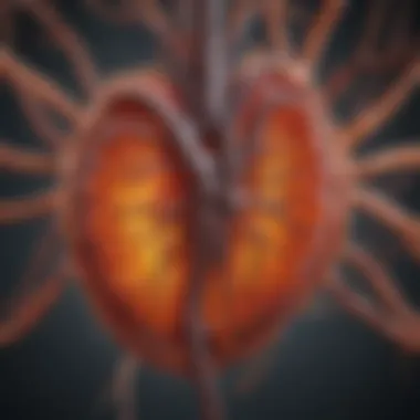 Impact of Fibrosis on Chronic Kidney Disease Progression A visual representation of the impact of fibrosis on chronic kidney disease progression