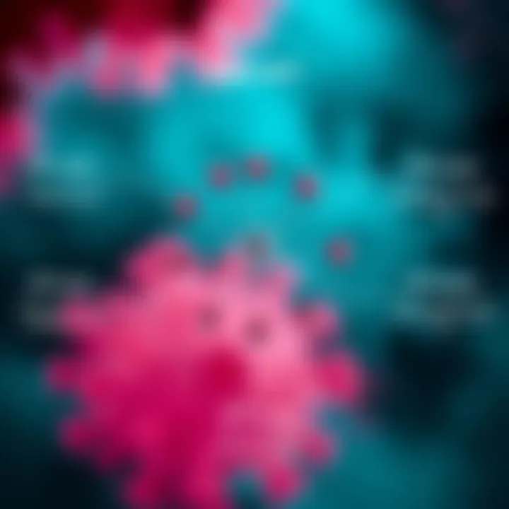 Diagram illustrating the various types of HPV and their associated risks.