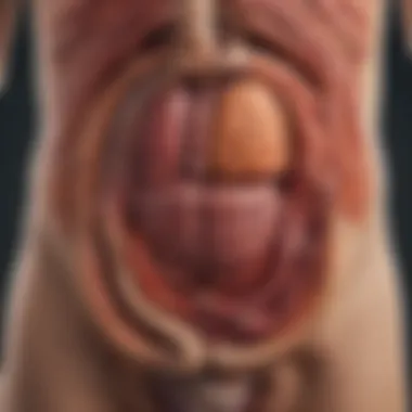 Diagram illustrating the pathophysiology of IBS