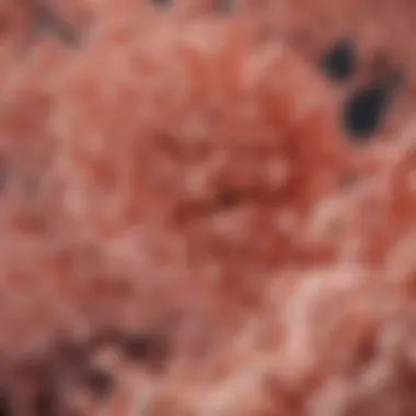Cellular Structure of Lactobacillus acidophilus Illustration depicting Lactobacillus acidophilus at a cellular level