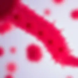 Microscopic view of MRSA bacteria