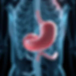 Anatomy of the pancreas highlighting areas affected by pancreatitis