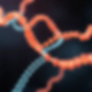 Formation of the Philadelphia Chromosome Diagram illustrating the formation of the Philadelphia chromosome