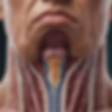 Illustration depicting the anatomical structure of the thyroid gland