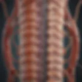 Illustration depicting the anatomy of the spinal cord and surrounding membranes