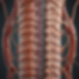 Illustration depicting the anatomy of the spinal cord and surrounding membranes