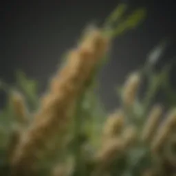 Visual representation of soybean genetic modification techniques