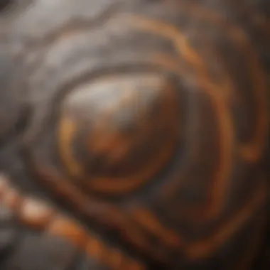 Close-up of a Galapagos tortoise shell showcasing its unique patterns