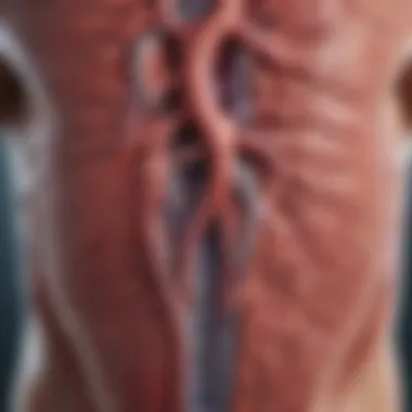 Illustration of Pulmonary Arteries Affected by Embolism Illustration of pulmonary arteries with embolism