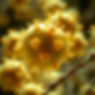 Illustration of phytoestrogens found in soy and their effects on cancer cells