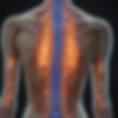 Common Spinal Cord Disorders Graphical representation of common spinal cord disorders and their effects on function