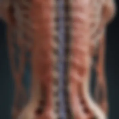 Advancements in Spinal Cord Research and Rehabilitation Visual summary of advances in spinal cord research and rehabilitation techniques