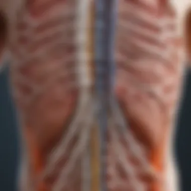 Sensory and Motor Pathways of the Spinal Cord Illustration depicting the sensory and motor pathways associated with the spinal cord
