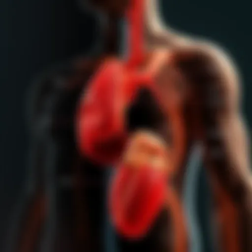 Anatomical diagram illustrating the effects of testosterone on various systems