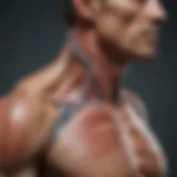 Anatomical diagram showcasing the trapezius muscle