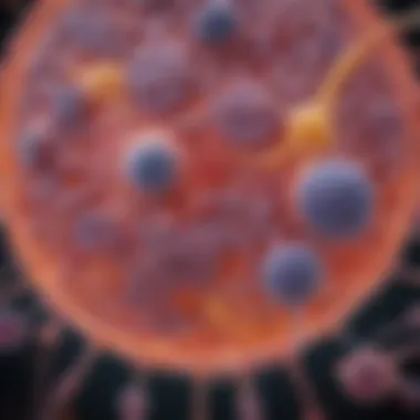Functional Roles of Vinculin in Cellular Biology Diagram showing the functional roles of vinculin in cells