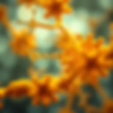 Biochemical pathways of vitamin D synthesis