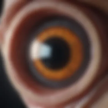 Anatomy of the Vitreous Eye Detailed anatomical diagram of the vitreous body showing its structure and surrounding elements.