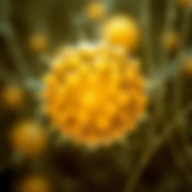 Notable Yeast Cell Counting: Techniques, Importance, and Applications Notable Yeast Cell Counting: Techniques, Importance, and Applications
